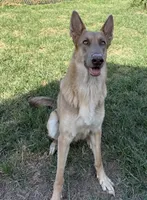 Precious Belle, a female German Shepherd Dog for sale in Springfield, IL – 2 of 5