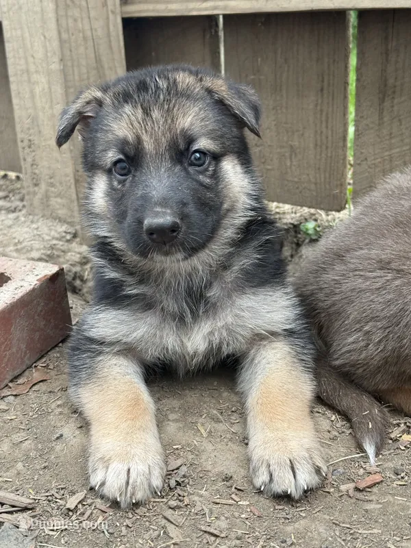 Bloom – German Shepherd Dog puppy for sale in Springfield, IL