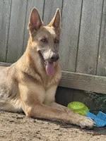 Precious Belle, a female German Shepherd Dog for sale in Springfield, IL – 3 of 5