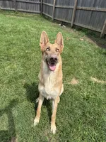 Precious Belle, a female German Shepherd Dog for sale in Springfield, IL – 4 of 5