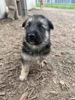 Bloom, a female German Shepherd Dog for sale in Springfield, IL – Photo 2 of 3