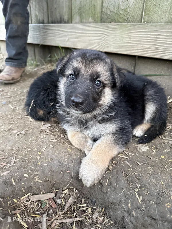 Bloom – German Shepherd Dog puppy for sale in Springfield, IL
