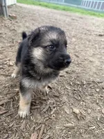 Bloom, a female German Shepherd Dog for sale in Springfield, IL – Photo 3 of 3