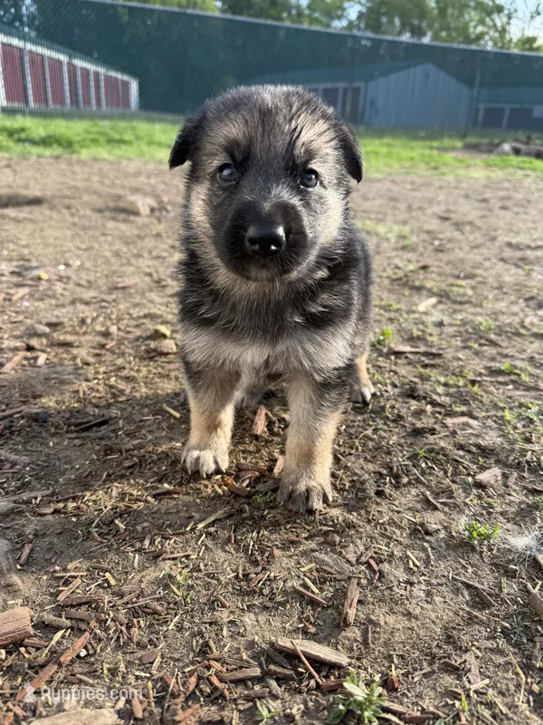 Bloom – German Shepherd Dog puppy for sale in Springfield, IL