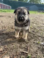 Bloom, a female German Shepherd Dog for sale in Springfield, IL – Photo 1 of 3
