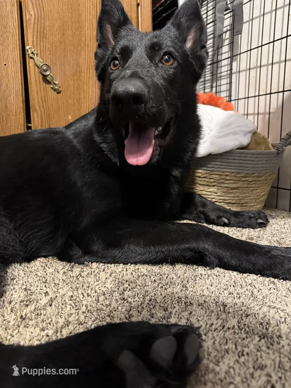 Jetta – German Shepherd Dog puppy for sale in Springfield, IL