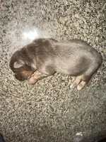 Lilac, a female German Shepherd Dog for sale in Springfield, IL – Photo 5 of 9