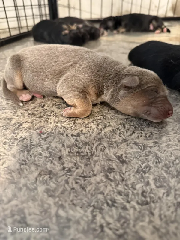 Lilac – German Shepherd Dog puppy for sale in Springfield, IL