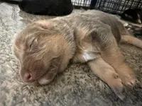 Lilac, a female German Shepherd Dog for sale in Springfield, IL – Photo 8 of 9