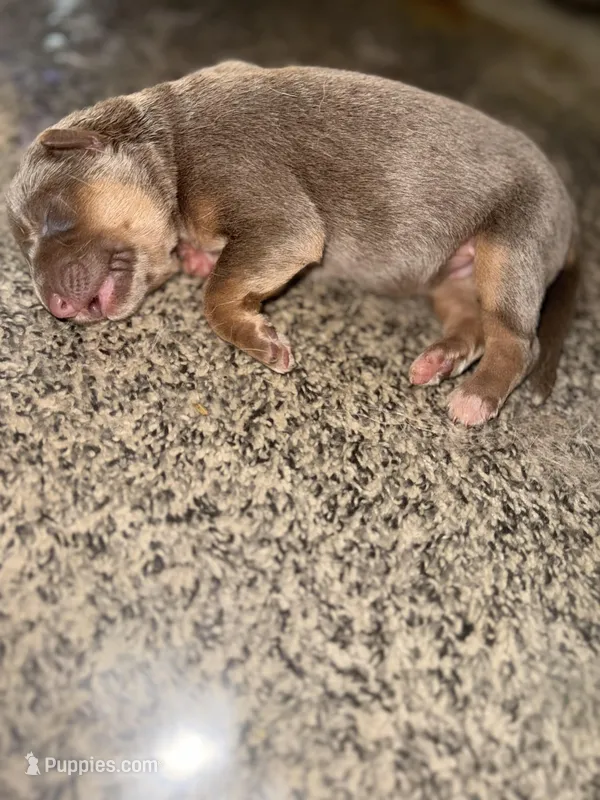 Lilac – German Shepherd Dog puppy on hold in Springfield, IL