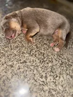 Lilac, a female German Shepherd Dog for sale in Springfield, IL – Photo 1 of 9