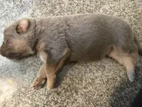 Lilac, a female German Shepherd Dog for sale in Springfield, IL – Photo 9 of 9