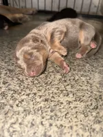 Lilac, a female German Shepherd Dog for sale in Springfield, IL – Photo 4 of 9