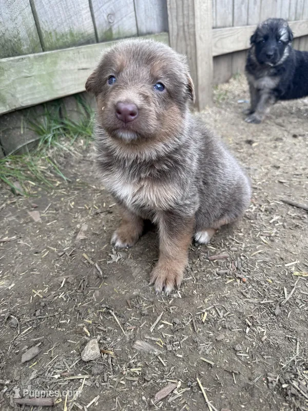 Lilac – German Shepherd Dog puppy for sale in Springfield, IL