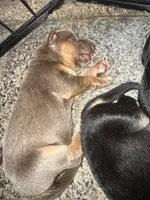 Lilac, a female German Shepherd Dog for sale in Springfield, IL – Photo 6 of 9