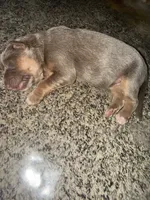 Lilac, a female German Shepherd Dog for sale in Springfield, IL – Photo 7 of 9