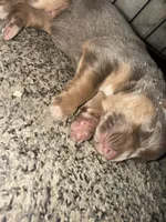 Lilac, a female German Shepherd Dog for sale in Springfield, IL – Photo 2 of 9