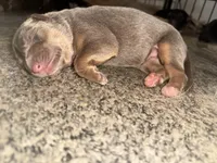 Lilac, a female German Shepherd Dog for sale in Springfield, IL – Photo 3 of 9