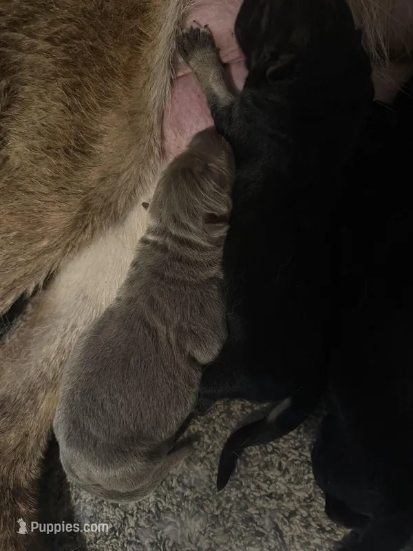 Lilac – German Shepherd Dog puppy for sale in Springfield, IL