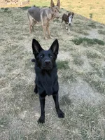 Jetta, a female German Shepherd Dog for sale in Springfield, IL – 8 of 8