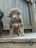 Lilac, a female German Shepherd Dog for sale in Springfield, IL – 6 of 7