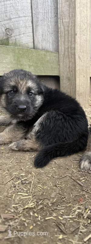 Iris, a female German Shepherd Dog for sale in Springfield, IL – Photo 1 of 1