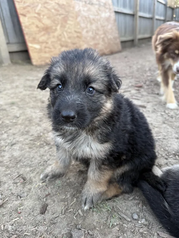 Iris – German Shepherd Dog puppy for sale in Springfield, IL