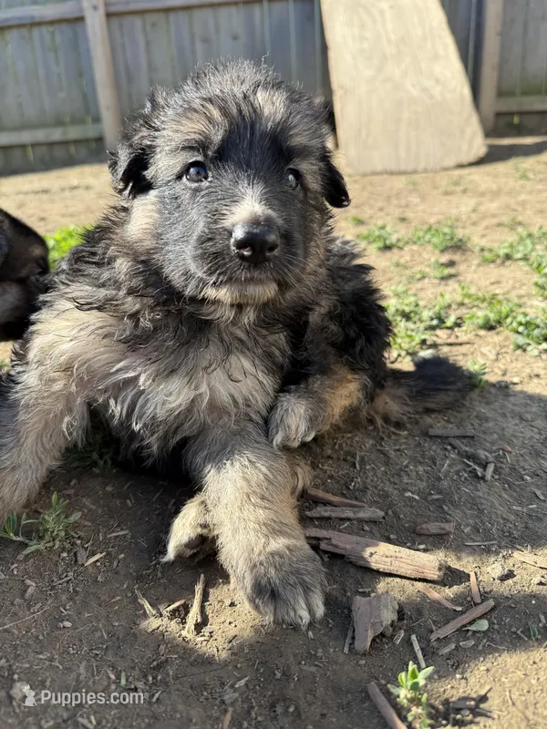 Mist – German Shepherd Dog puppy for sale in Springfield, IL