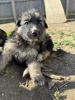 Mist, a female German Shepherd Dog for sale in Springfield, IL – 5 of 6
