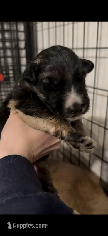 Mist – German Shepherd Dog puppy for sale in Springfield, IL