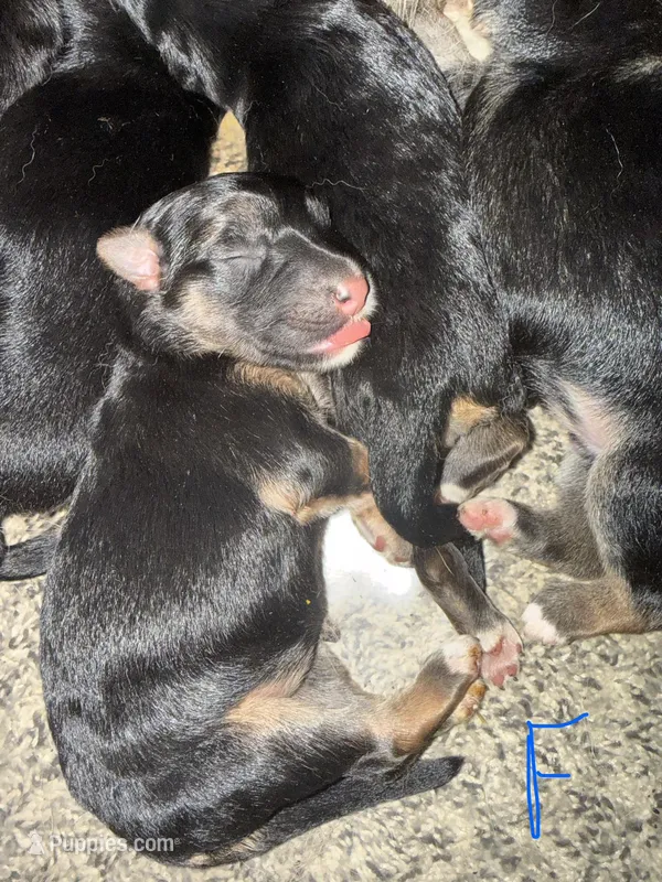 Mist – German Shepherd Dog puppy for sale in Springfield, IL