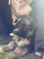 Mist, a female German Shepherd Dog for sale in Springfield, IL – 6 of 6