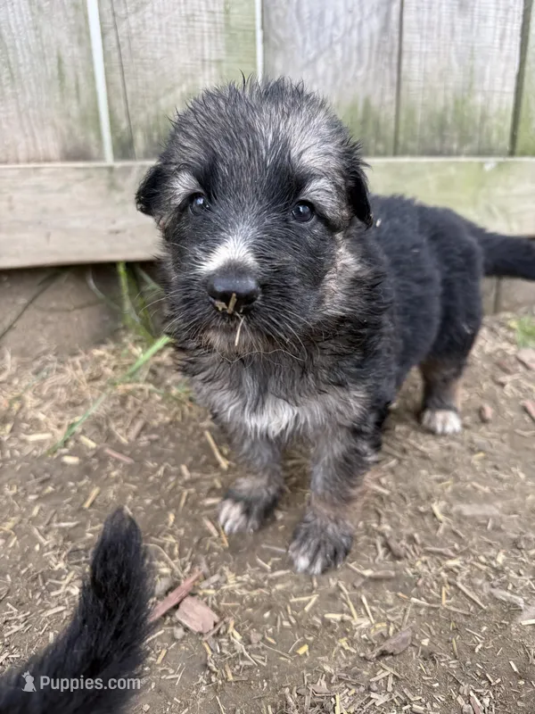 Mist – German Shepherd Dog puppy for sale in Springfield, IL