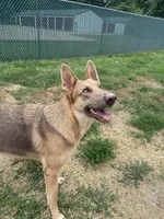 Precious Belle, a female German Shepherd Dog for sale in Springfield, IL – 5 of 5