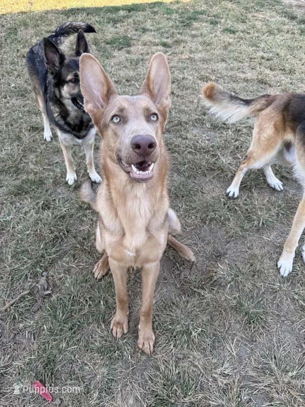 AKC GSD Puppies – German Shepherd Dog puppy for sale in Springfield, IL