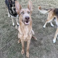 AKC GSD Puppies, a  German Shepherd Dog for sale in Springfield, IL – Photo 1 of 2