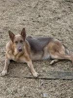 AKC GSD Puppies, a  German Shepherd Dog for sale in Springfield, IL – Photo 2 of 2