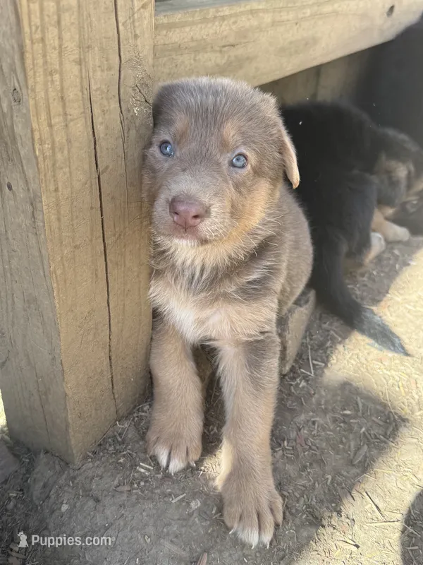 Lilac – German Shepherd Dog puppy for sale in Springfield, IL
