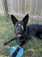 Jetta, a female German Shepherd Dog for sale in Springfield, IL – 5 of 8