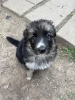 Mist, a female German Shepherd Dog for sale in Springfield, IL – 3 of 6
