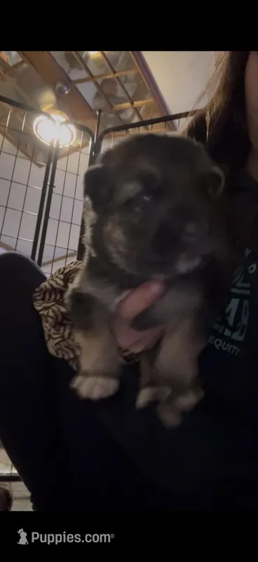 Bloom – German Shepherd Dog puppy for sale in Springfield, IL