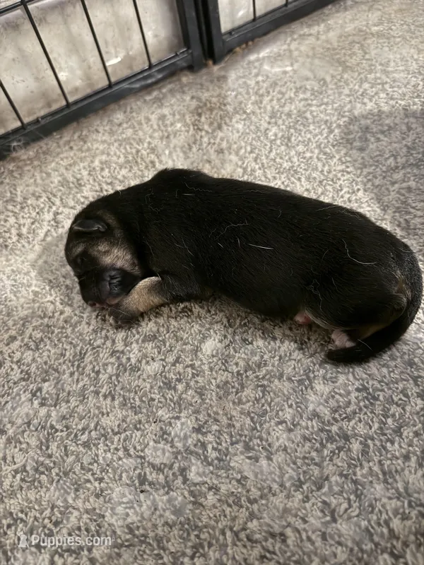 Drizzle  – German Shepherd Dog puppy for sale in Springfield, IL