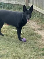Jetta, a female German Shepherd Dog for sale in Springfield, IL – 2 of 8