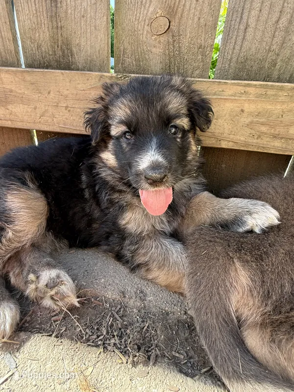 Mist – German Shepherd Dog puppy for sale in Springfield, IL