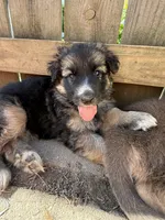 Mist, a female German Shepherd Dog for sale in Springfield, IL – 1 of 6