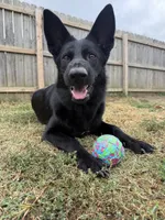 Jetta, a female German Shepherd Dog for sale in Springfield, IL – 3 of 8