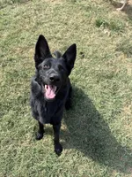 Jetta, a female German Shepherd Dog for sale in Springfield, IL – 6 of 8