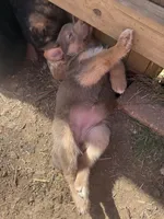 Lilac, a female German Shepherd Dog for sale in Springfield, IL – 5 of 7
