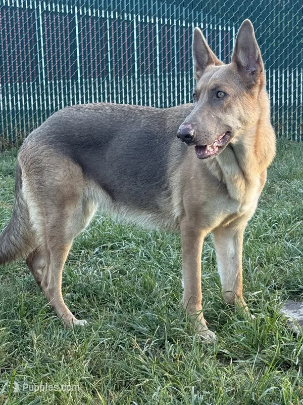Precious Belle – German Shepherd Dog puppy for sale in Springfield, IL