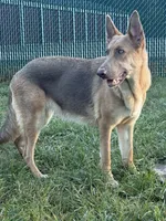 Precious Belle, a female German Shepherd Dog for sale in Springfield, IL – 1 of 5